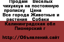 Продам.  Веселых чихуахуа на постоянную прописку › Цена ­ 8 000 - Все города Животные и растения » Собаки   . Калининградская обл.,Пионерский г.